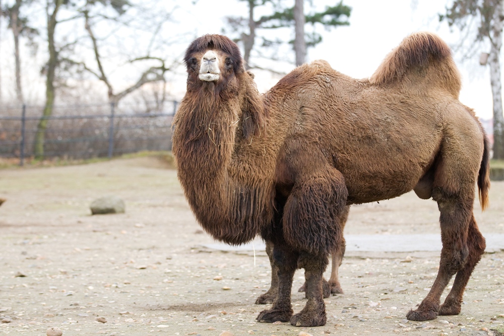 Jepe the Bactrian Camel (c) Tomas Adamec