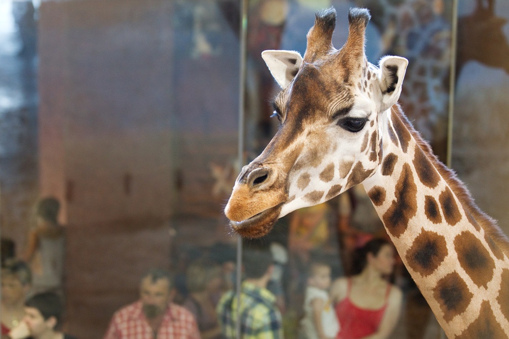 Nora the Rothschild’s Giraffe (c) Tomas Adamec