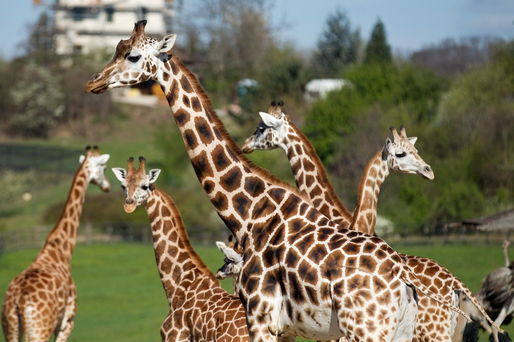 Nora the Rothschild’s Giraffe (c) Tomas Adamec 