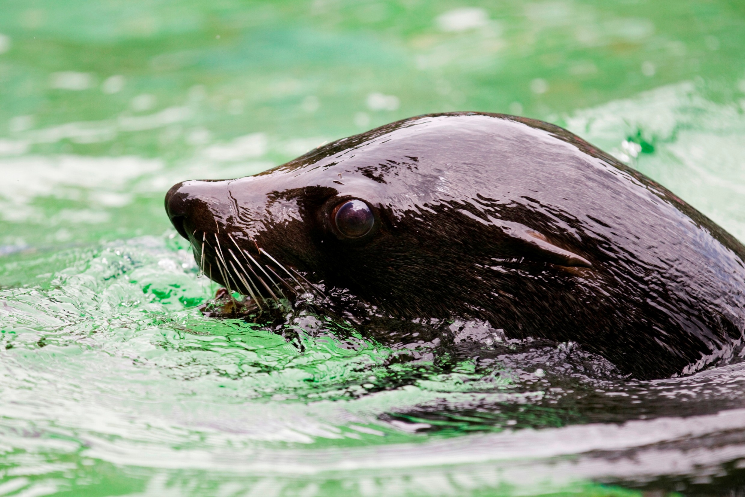 Foto: Tomáš Adamec, Zoo Praha