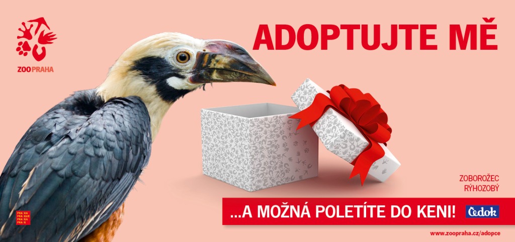 Zoborožec rýhozobý