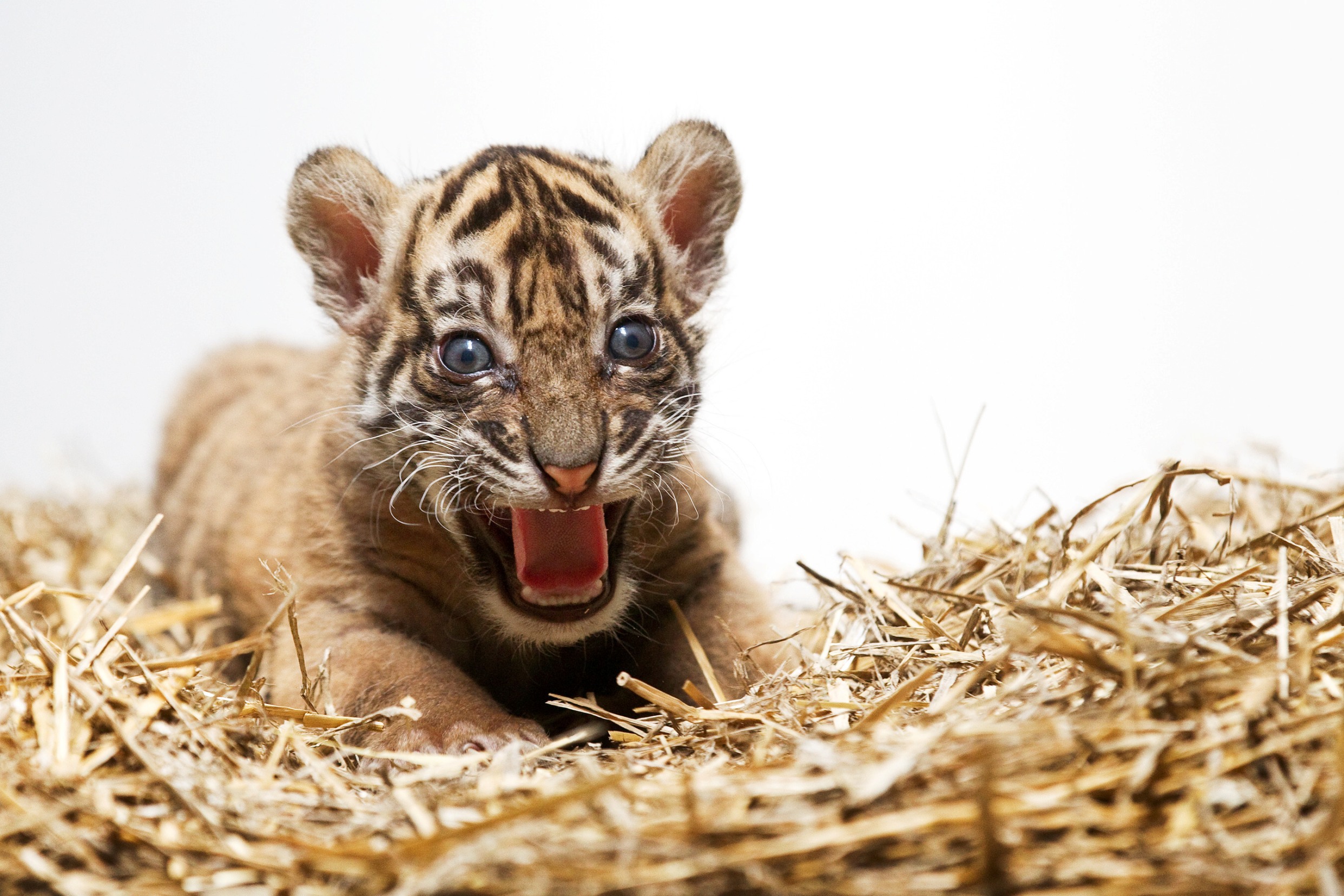 Foto: Tomáš Adamec, Zoo Praha