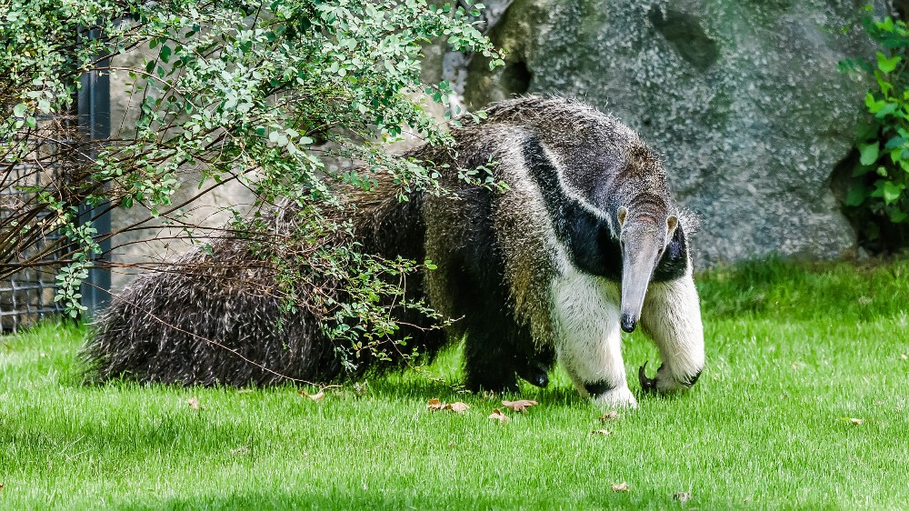 Nejznámějším hmyzožravcem je mravenečník velký, jehož chov obnovuje Zoo Praha po 12 letech. Foto: Petr Hamerník, Zoo Praha