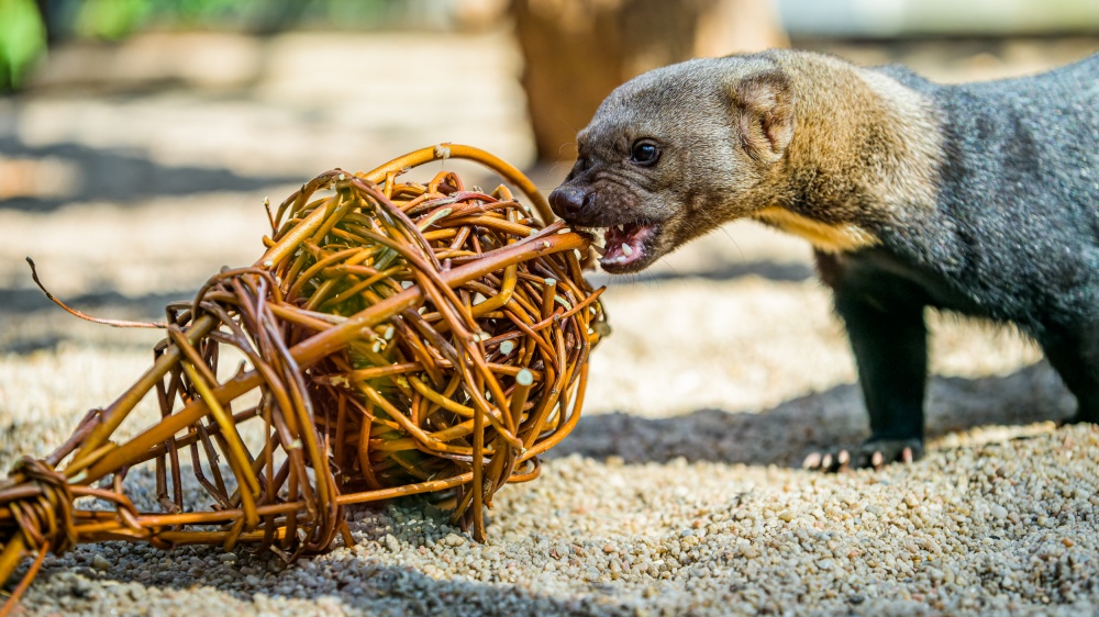 Foto: Petr Hamerník, Zoo Praha