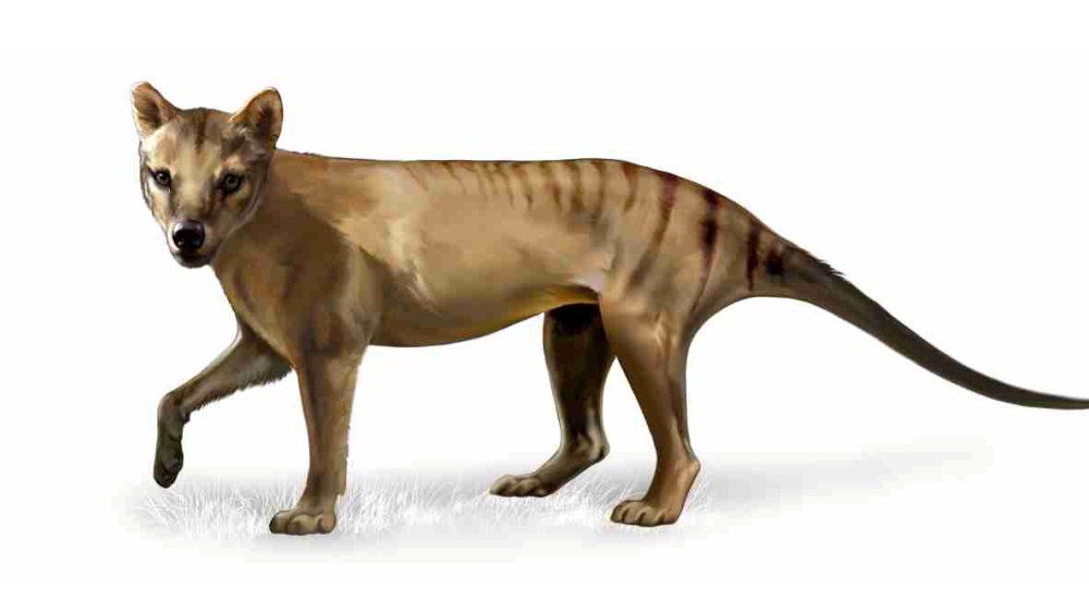 The Tasmanian tiger - an extinct treasure