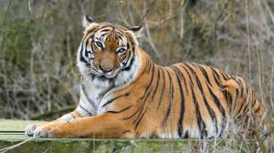 Tygr malajský. Foto: Petr Hamerník, Zoo Praha