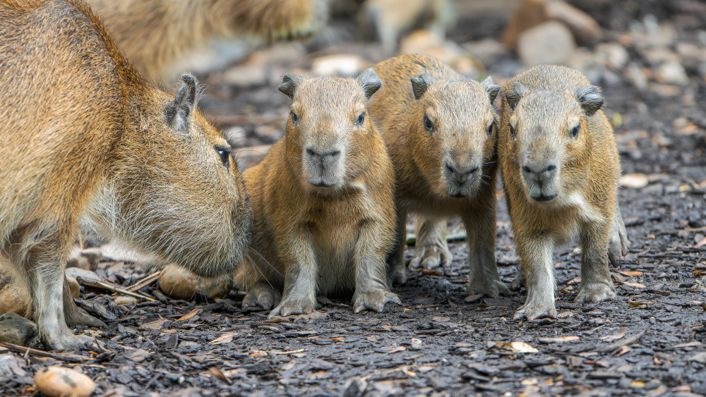 Foto: Petr Hamerník, Zoo Praha