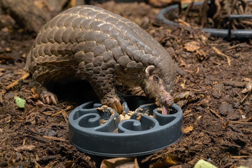 Samička luskouna krátkoocasého Šiška. Foto: Petr Hamerník, Zoo Praha