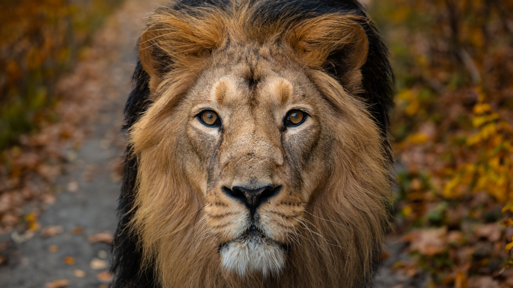 Foto: lev indický Jamvan, foto: Tereza Šolcová, Zoo Praha