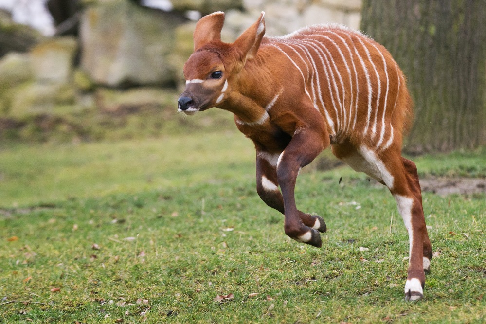 Mládě bonga horského. Foto: Tomáš Adamec, Zoo Praha