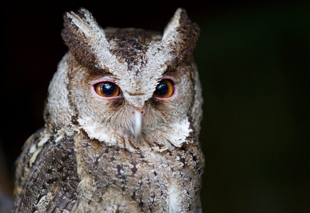 Vzácní výrečci filipínští snesli vejce poprvé v historii zoo. Foto: Tomáš Adamec, Zoo Praha