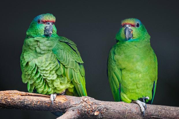 Amazoňané modrobradí. Foto: Tereza Mrhálková, Zoo Praha