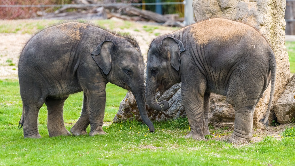 Lakuna (vlevo) a Amalee – dvě nejmladší členky pražské sloní skupiny. Foto: Petr Hamerník, Zoo Praha