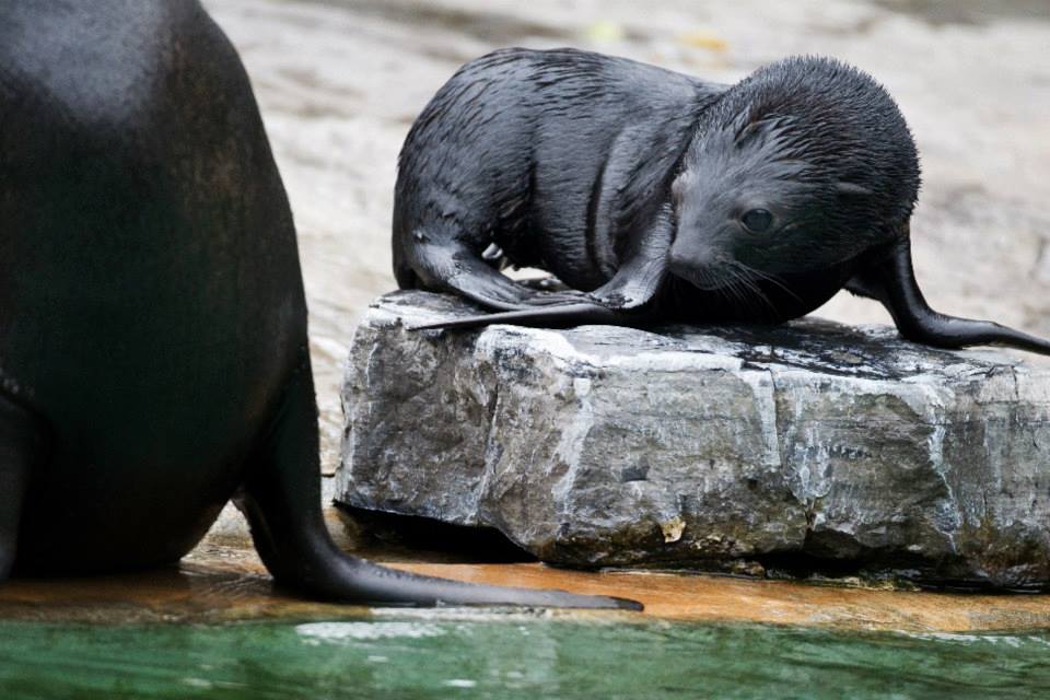 Ve vodě i na souši je malé samičce stále nablízku některý z dospělých lachtanů... Foto: Tomáš Adamec, Zoo Praha