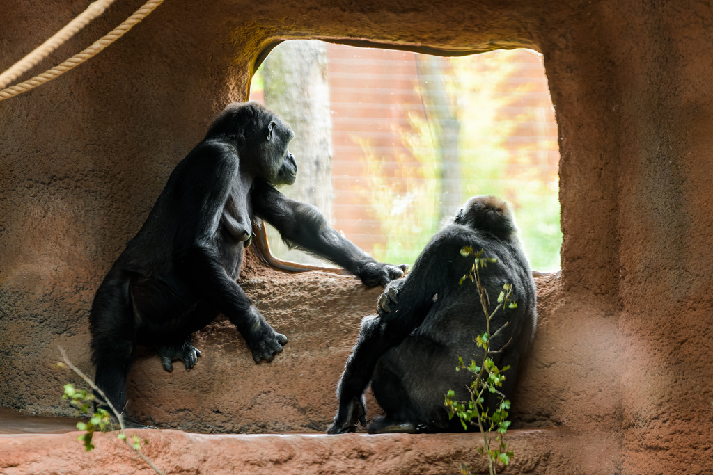 Vlevo Kijivu a vpravo Kamba vyhlížejí do venkovního výběhu nového pavilonu goril. Ten je – stejně jako vnitřní expozice či zázemí – nesrovnatelně větší než v pavilonu původním. Foto: Petr Hamerník, Zoo Praha