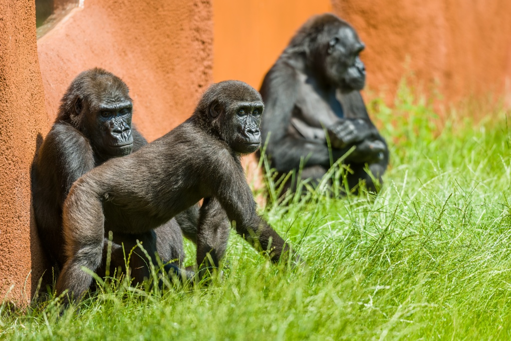 Na snímku zleva Shinda, Ajabu a Kijivu. Foto: Petr Hamerník, Zoo Praha