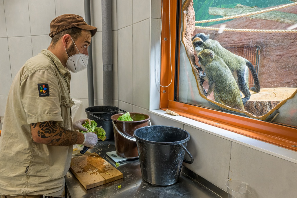 Kočkodani Brazzovi nahlížejí do přípravny, kde jim vrchní chovatel primátů Martin Vojáček chystá krmnou dávku. Foto: Petr Hamerník, Zoo Praha