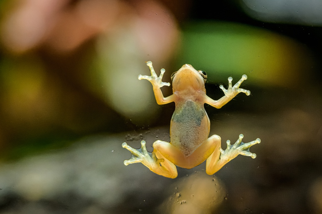 Afrička ozdobná, drobná hnědooranžová žabka z čeledi rákosničkovitých se stříbřitě bílým vzorem. Foto: Petr Hamerník, Zoo Praha