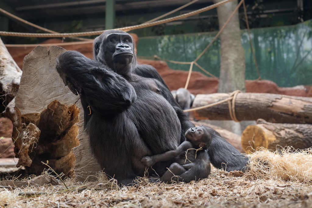 Nejlépe můžete Duni a Mobi pozorovat kolem 10. hodiny dopolední a poté v 15 hodin odpoledne při krmení. Foto: Miroslav Bobek, Zoo Praha