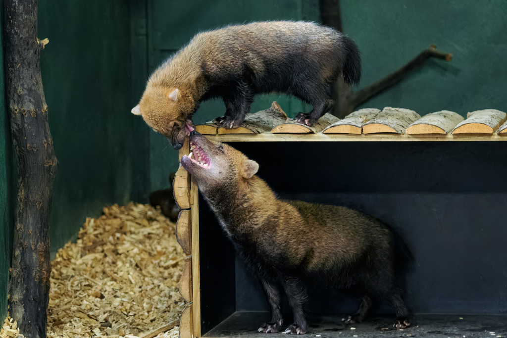 S chovným samcem si fena (nahoře) velmi dobře rozumí a tráví většinu času spolu. Foto: Petr Hamerník, Zoo Praha