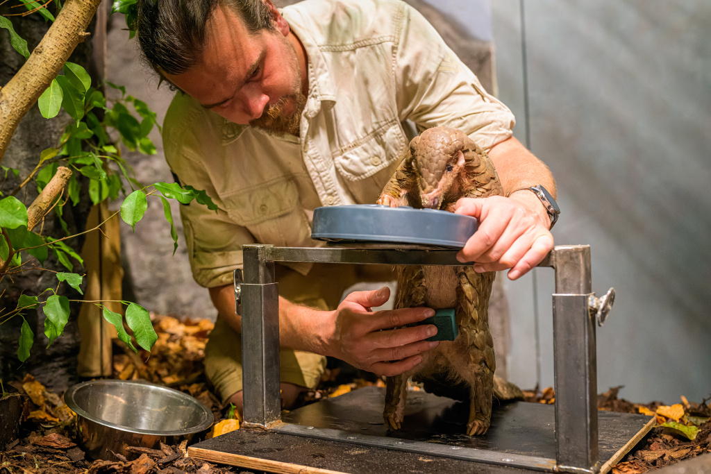 Vyšetření ultrazvukem luskouní samice Run Hou Tang probíhala na speciálně vyrobené hrazdičce, o kterou se mohla samice pohodlně opírat. Foto: Petr Hamerník, Zoo Praha