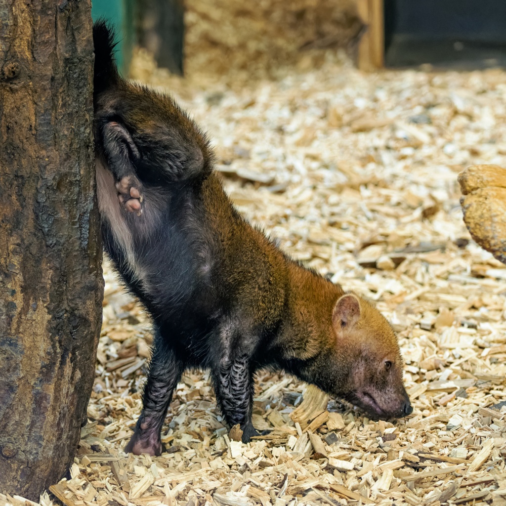 Samice značkuje expozici při stání na předních nohou v takzvané stojce, aby značku umístila co nejvýše. Foto: Petr Hamerník, Zoo Praha