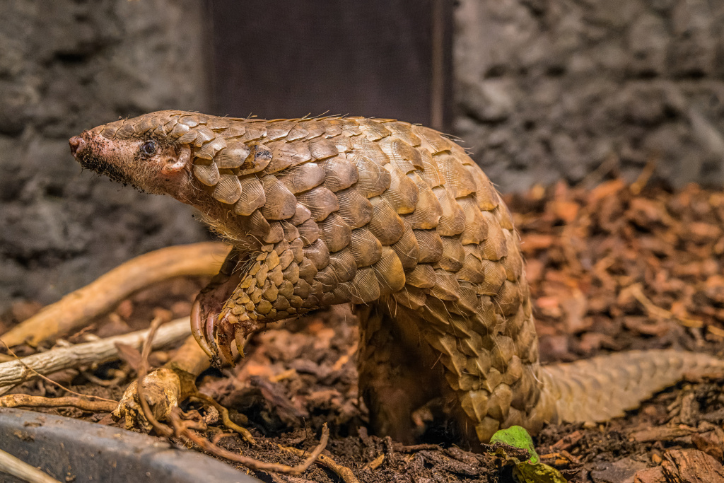 Samice Run Hou Tang žije v Zoo Praha spolu se samcem Guo Bao od loňského dubna. Foto: Petr Hamerník, Zoo Praha