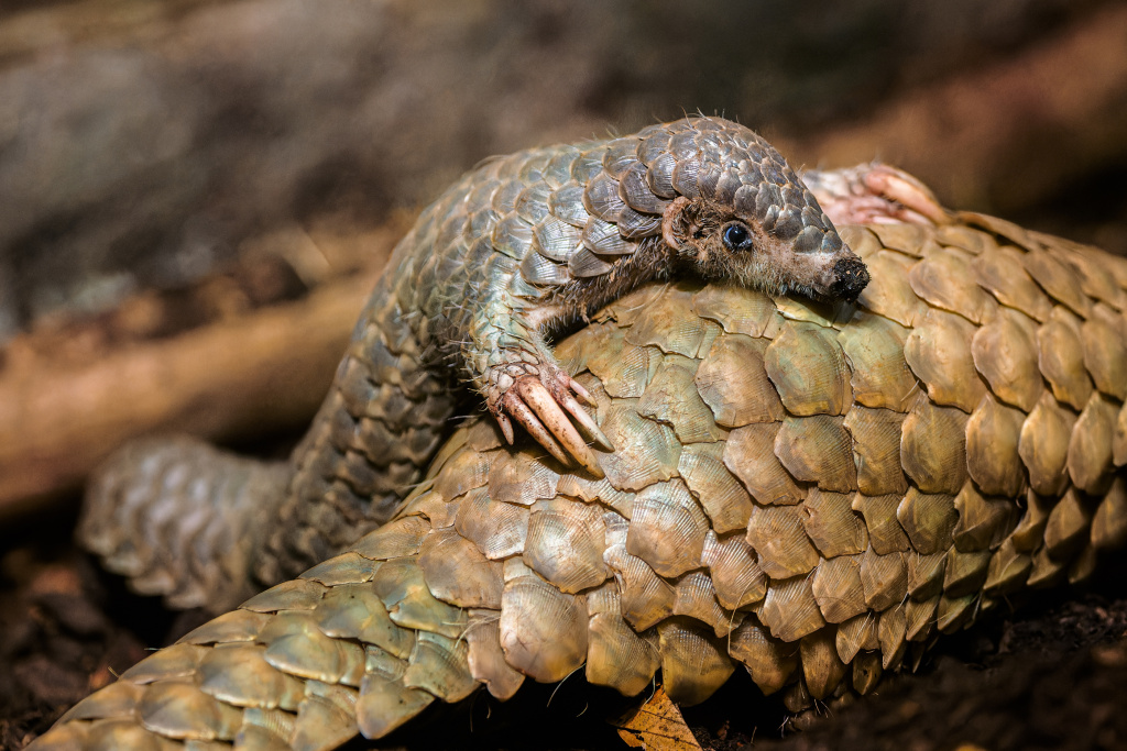 Female pangolin pup, like all pangolins pups, rides on the tail or back of its mother Run Hou Tang. However, with increasing weight, the pangolin pup becomes an oversized passenger. Photo: Petr Hamerník, Prague Zoo