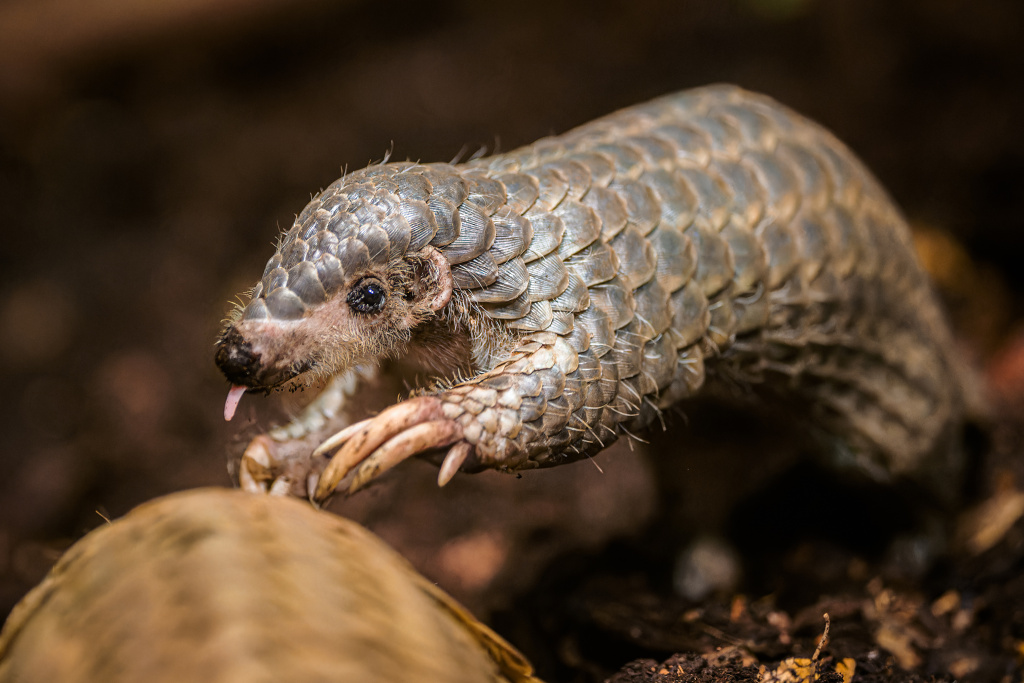 Pangolins have great strength in their fingers and claws on their forelimbs. They use it when searching for food – to open anthills or termite mounds – but also for digging burrows and climbing. Photo: Petr Hamerník, Prague Zoo
