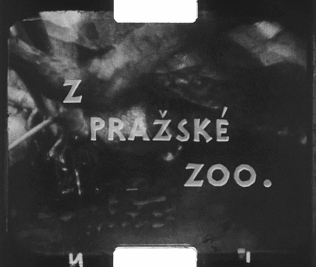 Titulek jednoho z filmů – V pražské zoo. Zdroj: Sbírka Rakouského filmového muzea