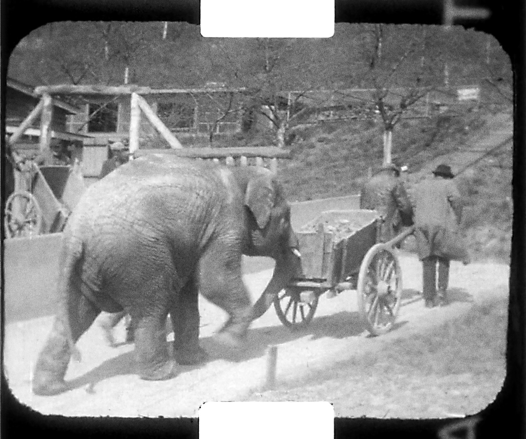 Slon Baby pomáhá při stavebních pracích. Zdroj: Sbírka Rakouského filmového muzea