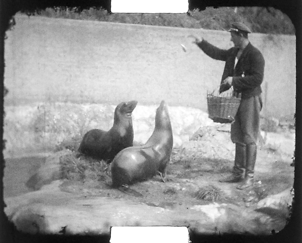 Lachtani Batul a Hýta, které pražské zoo věnoval Vlasta Burian. Záběr musel být pořízen mezi 10. červencem 1934, kdy byli oba lachtani přivezeni, a 15. říjnem 1935, kdy Batul uhynul. Zdroj: Sbírka Rakouského filmového muzea