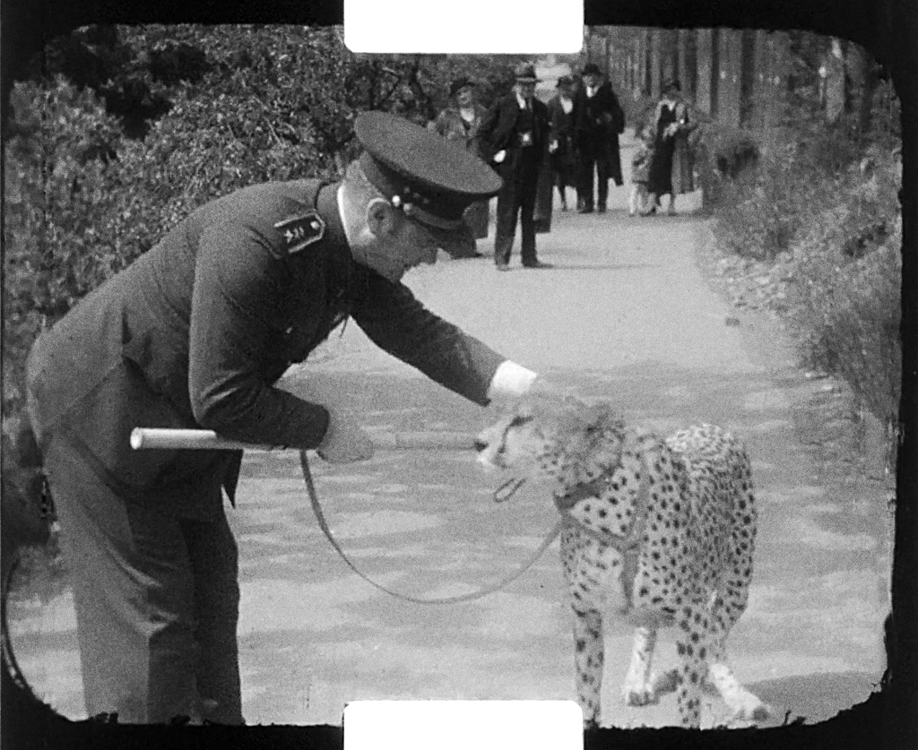 Pan podplukovník opět před kamerou a nikoli za ní – hraje si s gepardem Mignonem. Zdroj: Sbírka Rakouského filmového muzea