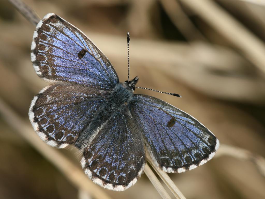Modrásek rozchodníkový (Scolidanted orion). Foto: Marek Vojtíšek