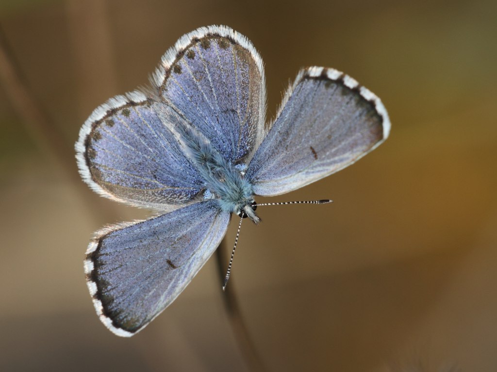 Modrásek východní (Pseudophilotes vicrama). Foto: Marek Vojtíšek