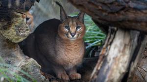 Karakal patří k nejrychlejším kočkám své velikosti. Návštěvníci ho nyní mohou pozorovat v expozici Pavilonu šelem a plazů vedle madagaskarských fos. Foto: Oliver Le Que, Zoo Praha