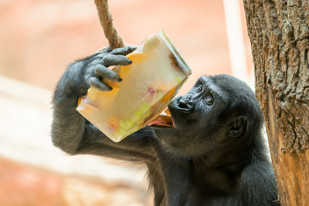 Gorily si pochutnají na zamraženém ovoci, lachtany potěší zamražení sledi. Foto: Petr Hamerník, Zoo Praha 