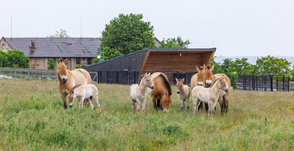 Čtyři letošní hříbata koně Převalského na Dívčích hradech na jediném snímku. V pozadí budova chovného zázemí. Foto: Miroslav Bobek, Zoo Praha