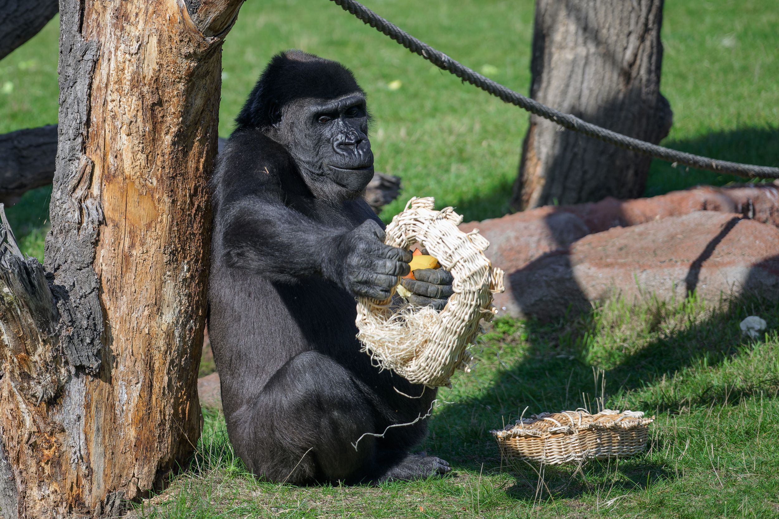 Gorila nížinná Shinda si užívá „poštovního“ enrichmentu. Foto: Petr Hamerník, Zoo Praha