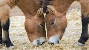 Koně Převalského v Zoo Praha. Foto: Petr Hamerník, Zoo Praha