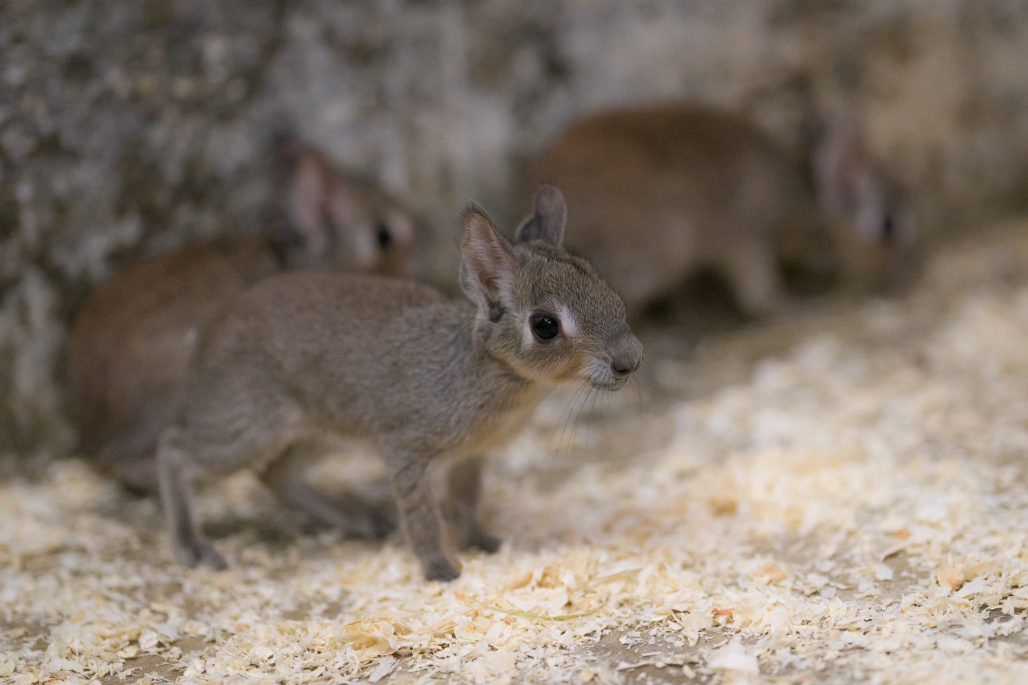 V lednu 2019 už se v Zoo Praha narodily také tři mary slaništní. Foto: Petr Hamerník, Zoo Praha.