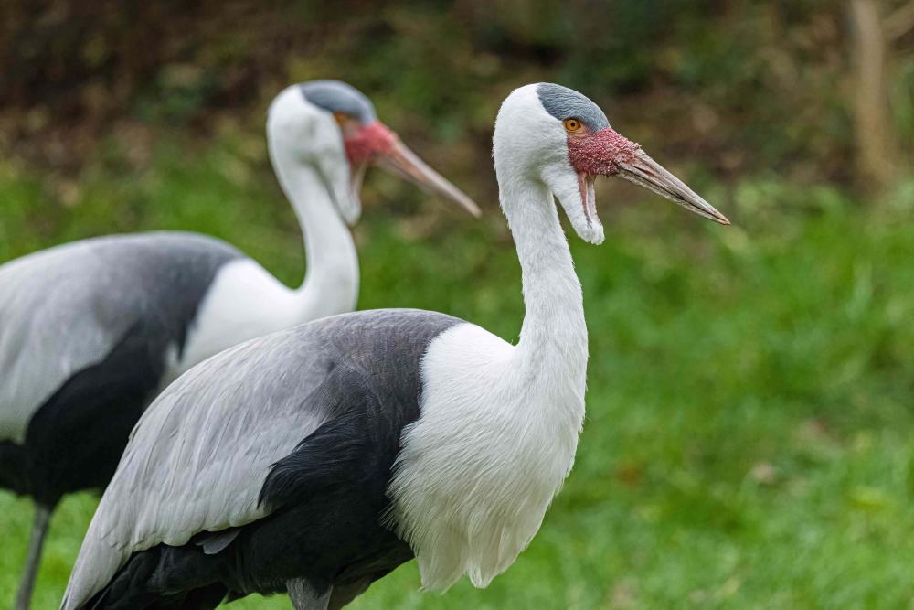 Jeřáb laločnatý ze Zoo Praha na svého adoptivního rodiče či sponzora stále čeká. Autor Petr Hamerník