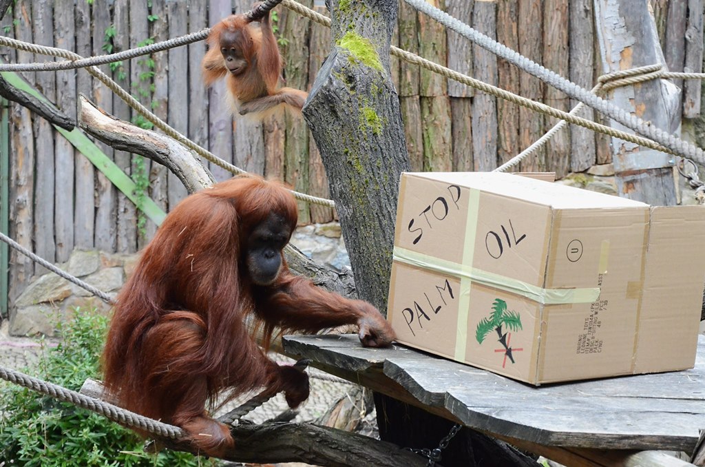 Palm oil free enrichment for orangutans. Photo: Vít Lukáš, Zoo Praha.