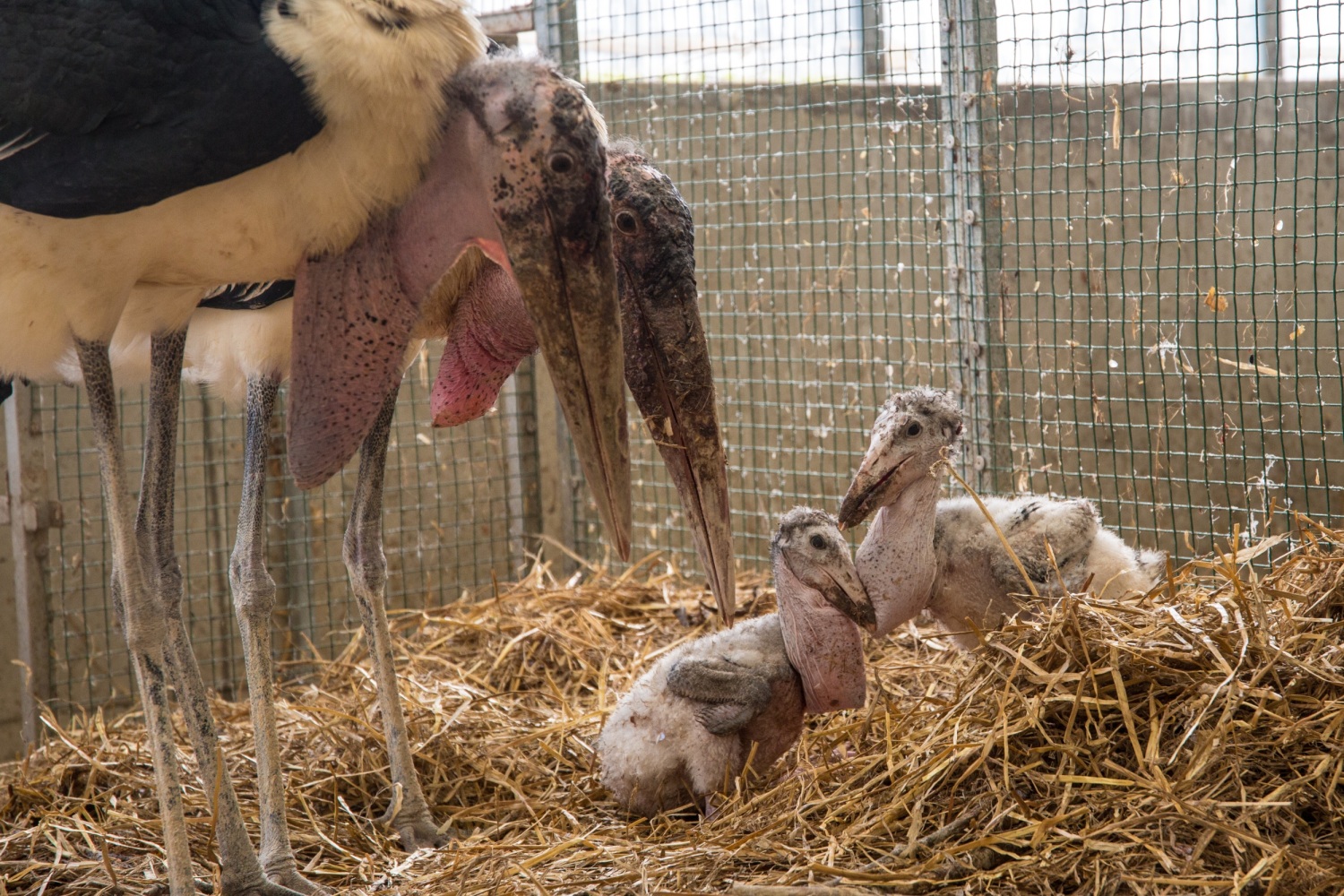 Marabuové afričtí Vilda s Emou se o svá vzácná mláďata řádně starají. Foto: Václav Šilha, Zoo Praha