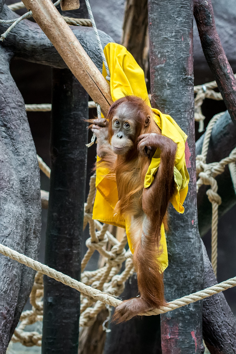 V sobotu je Mezinárodní den orangutanů a malá Diri ze Zoo Praha se už těší na dárky. Foto: Petr Hamerník, Zoo Praha.