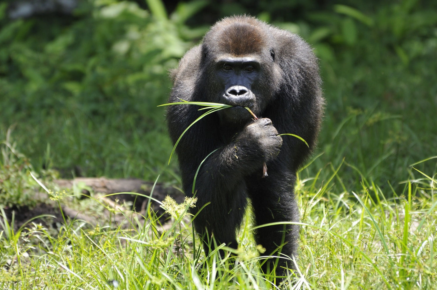 Ochrana goril nížinných ve střední Africe je jedním ze stěžejních in situ projektů Zoo Praha. Nově i na tento projekt poputují tři koruny ze vstupu namísto dvou. Foto: Miroslav Bobek, Zoo Praha.