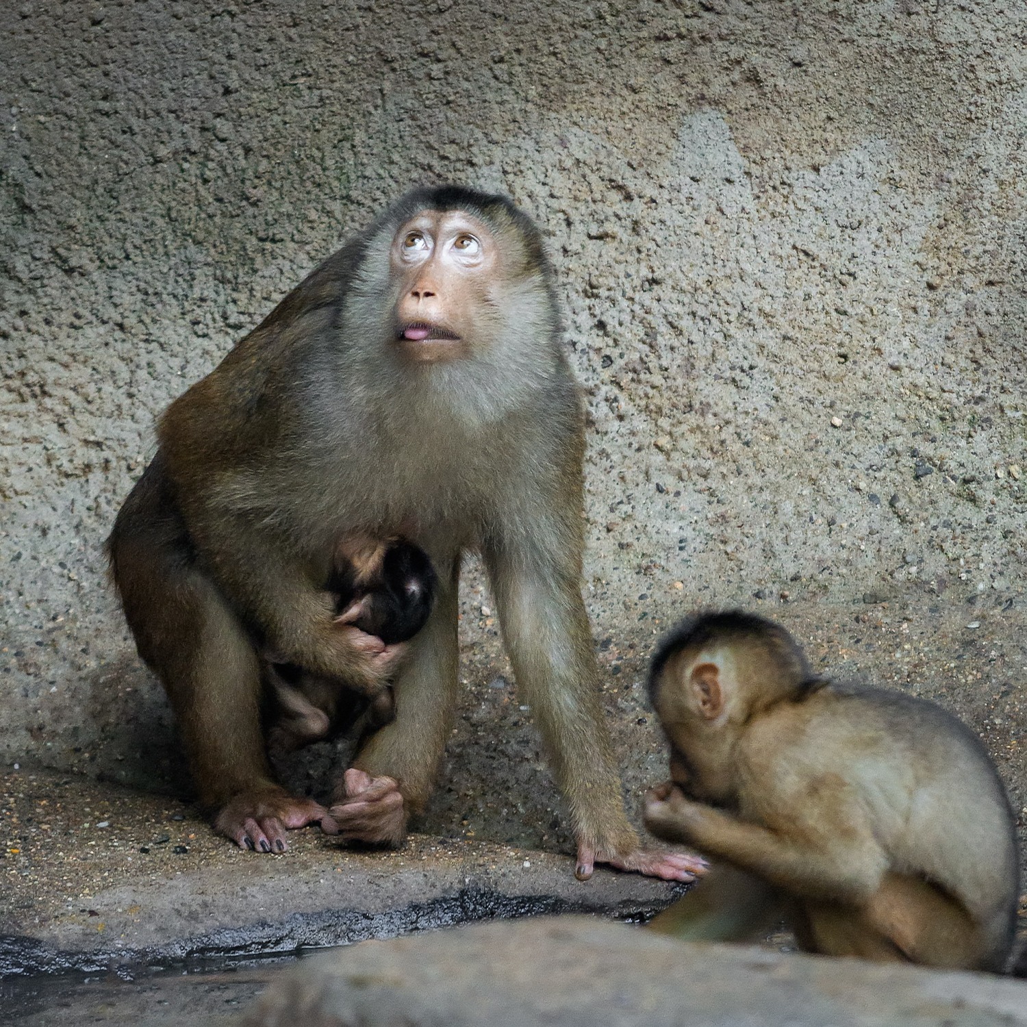 Zkušená matka Hope odchovala již tři mláďata a také o svého posledního potomka se pečlivě stará. Foto: Petr Hamerník, Zoo Praha.