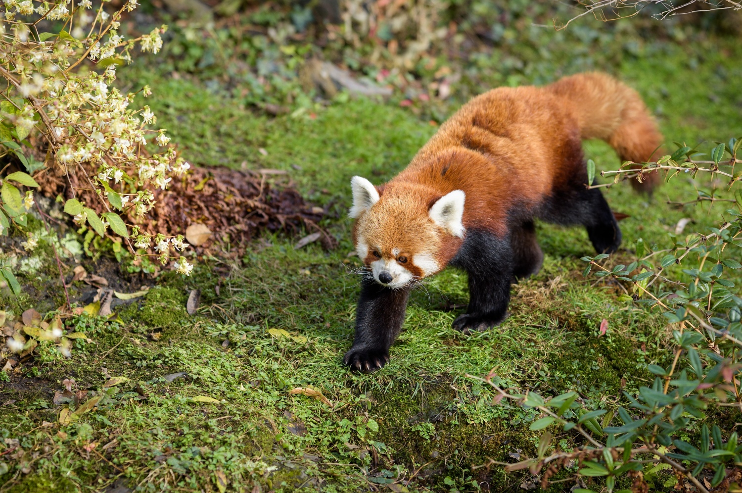 Samec Pat (na snímku) je otcem letošního mláděte i historicky prvního odchovaného mláděte v Zoo Praha. Foto: Petr Hamerník, Zoo Praha.