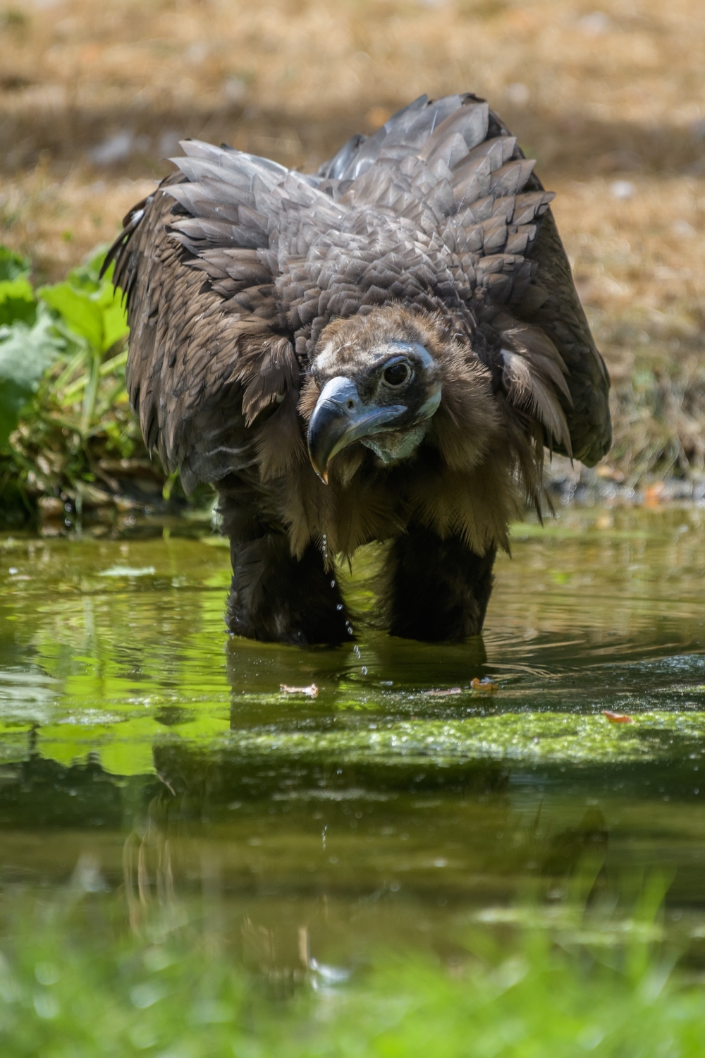 Možnosti zchladit se ve vodě využívá i sup hnědý. Foto: Petr Hamerník, Zoo Praha.