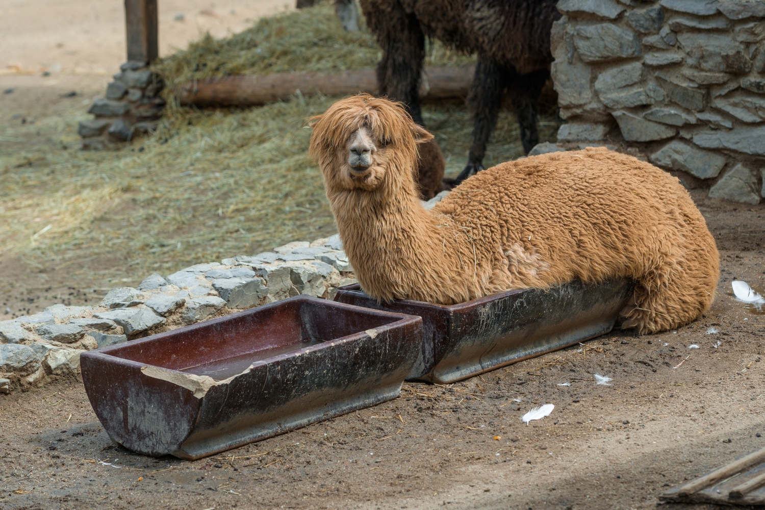 Lama alpaka zvolila originální způsob osvěžení. Foto: Petr Hamerník, Zoo Praha.